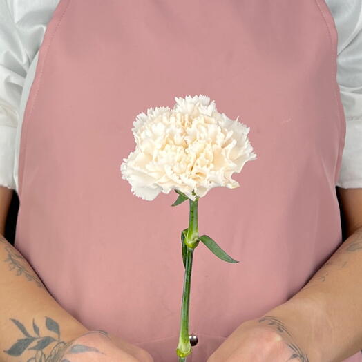 Dianthus cream