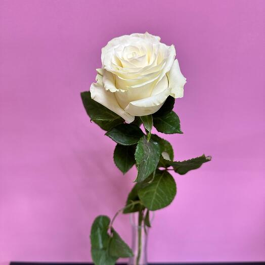 The rose is white