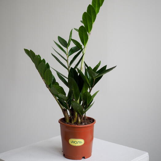 Замиокулькас