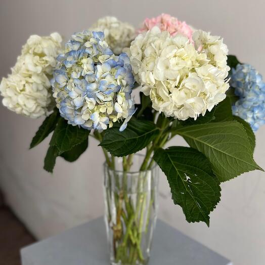 7 гортензий в вазе
