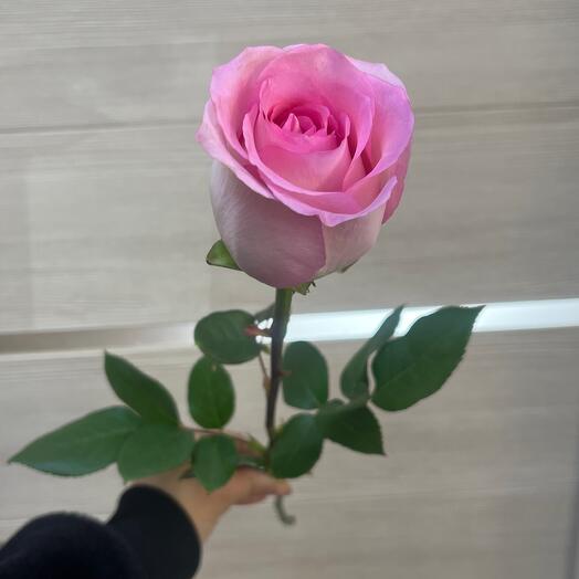 Роза 💕💕💕