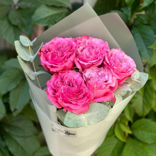 Mono peonía rosas