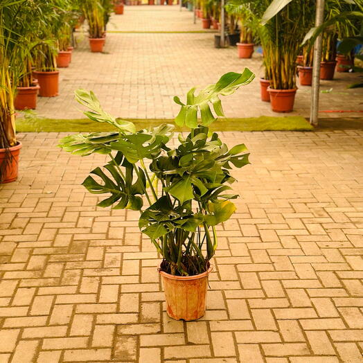 Monstera deliciosa