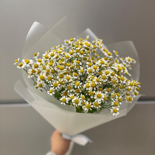 Милые ромашки 🌸