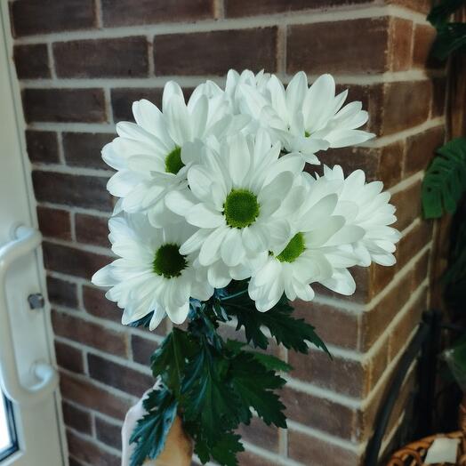 Хризантема Баккарди белая 5 веток