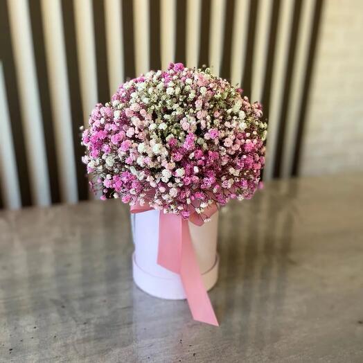 Гипсофила цветная