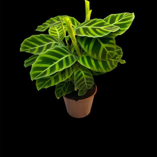 Calathea Zebrina