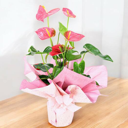 Anthurium Rosa en Elegante Presentacion