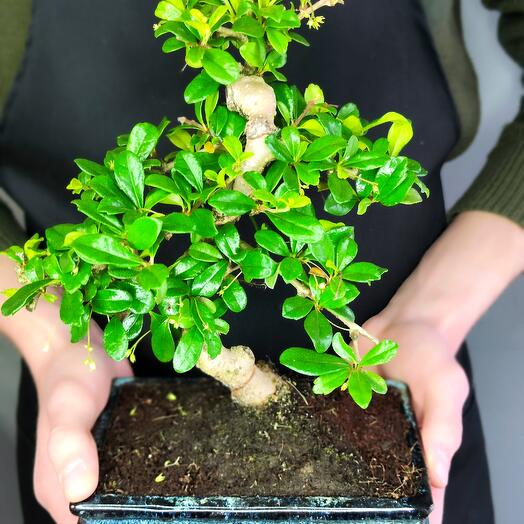 Bonsai Carmona microphylla H20cm en maceta de cerámica