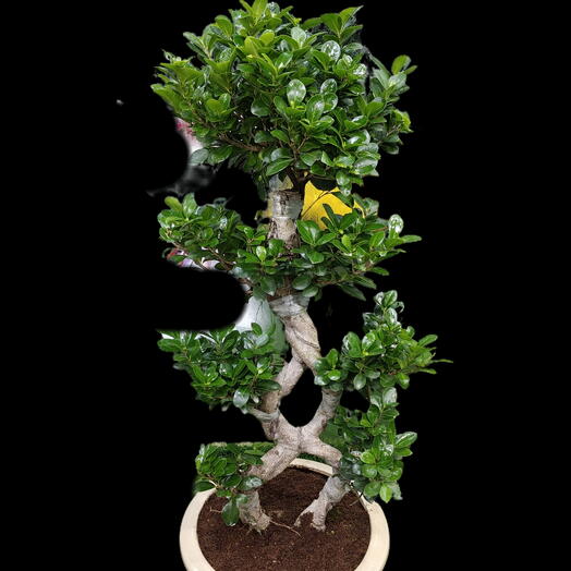 Bonsai tree