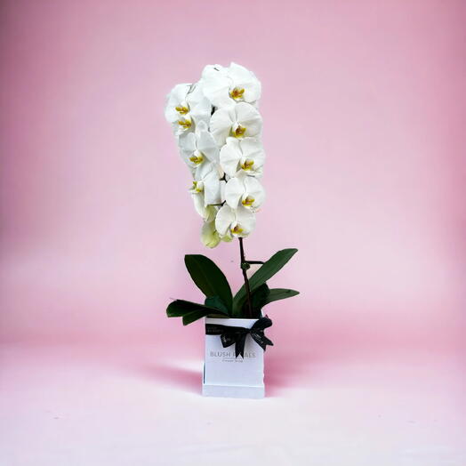 White Orchid Phalaenopsis