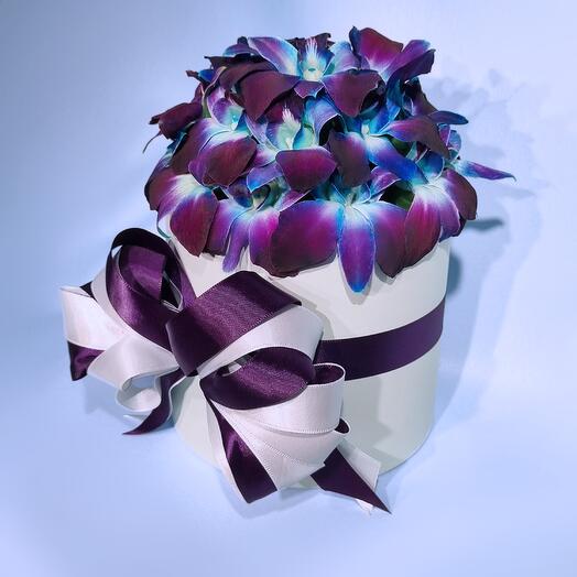 Dendrobium in a hatbox