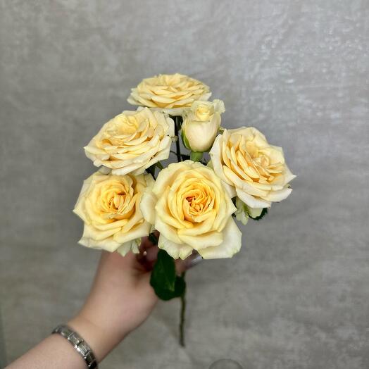 Bush Rose of Solinero