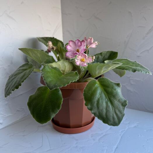 Фиалка Looking Glass