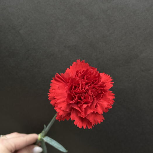 Гвоздика красная