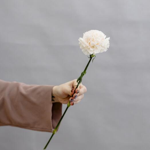 Cream dianthus (carnation), from 7 pieces