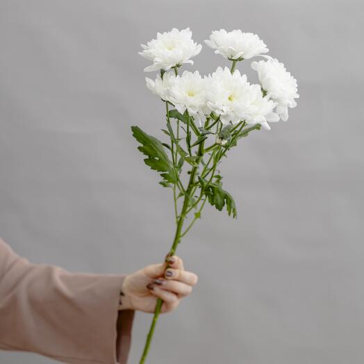 White chrysanthemum Baltic, from 5 pieces