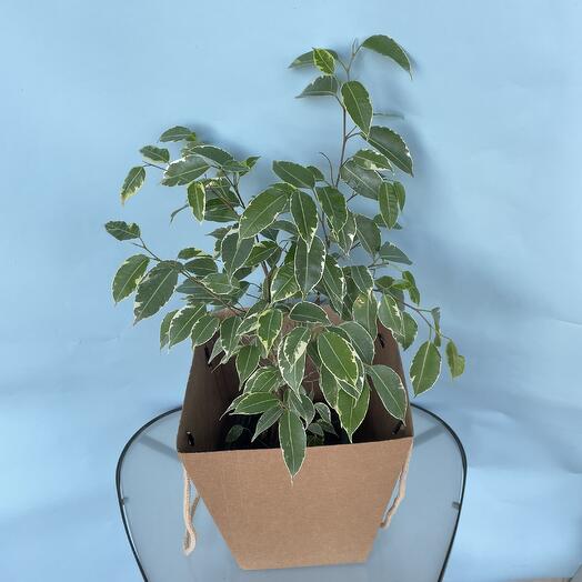 Фикус голден