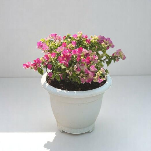 Bougainvillea Pink