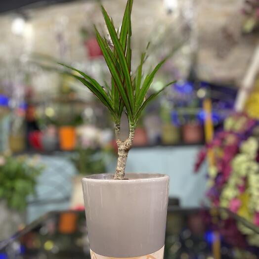 Dracena Marginata + Cache pot 🫙