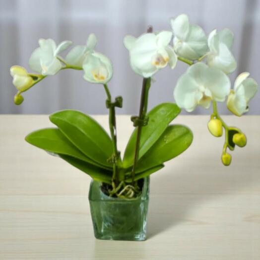 Orchid