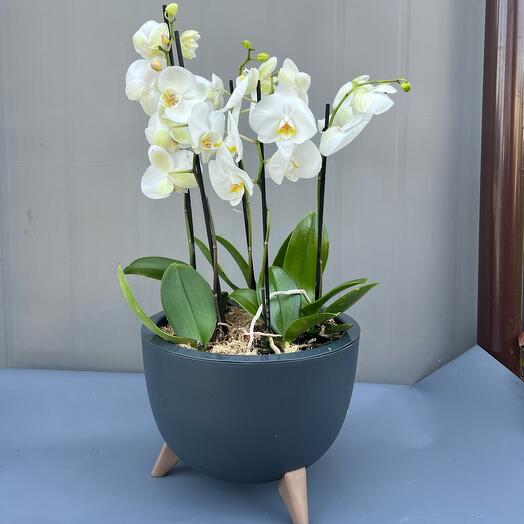 Phalaenopsis orchid composition "Snow-white Symphony"