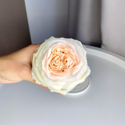 Свеча роза White O Hara