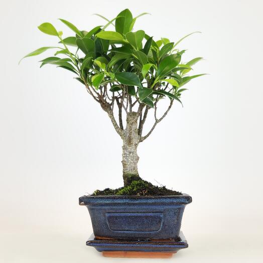 Бонсай Фикус Лучистый