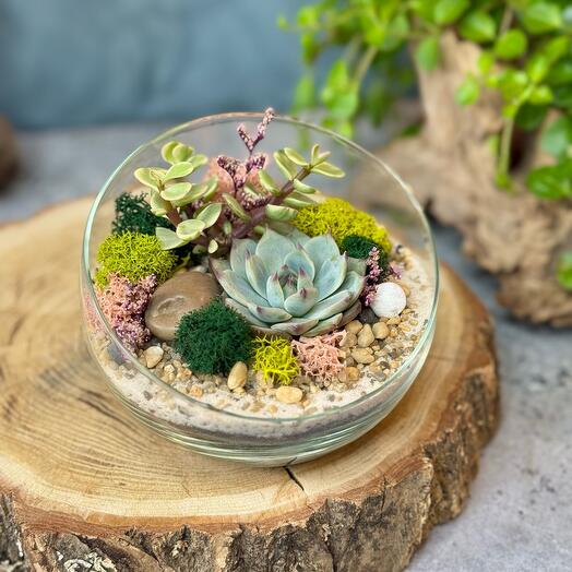 Полусфера S с суккулентами