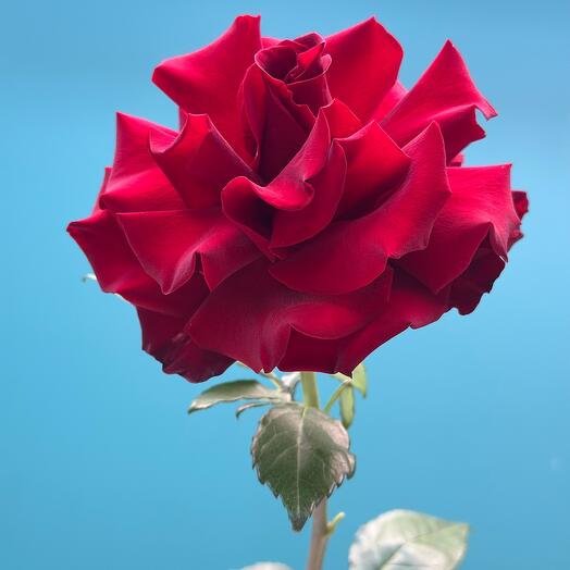 Французская Роза красная 🌹