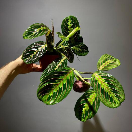 Маранта Триколор