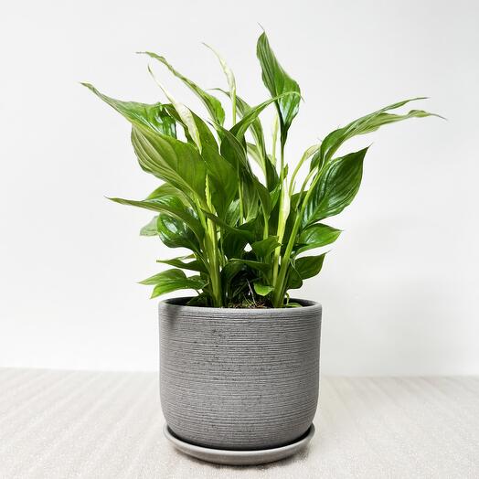 Спатифиллум в сером керамическом горшке с поддоном, высота 40-45см