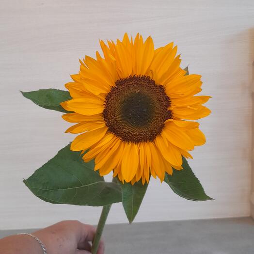 🌻 Подсолнух – солнечный подарок🌻