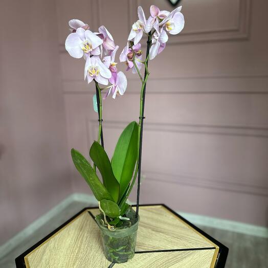 Орхидея фаленопсис нежно-розовая 2 ст