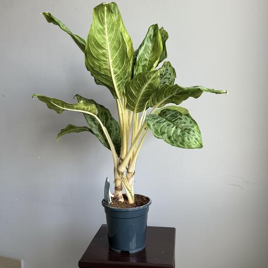 Аглаонема D17