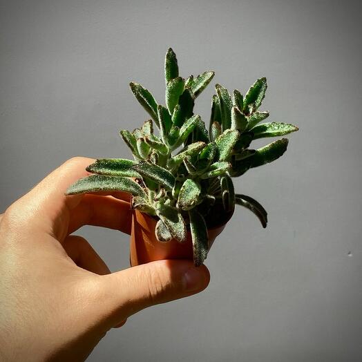 Каланхоэ Томентоза (Каландива Томентоза)