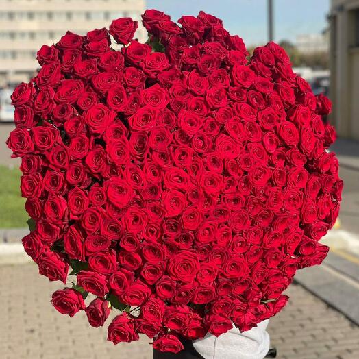 201 алая роза