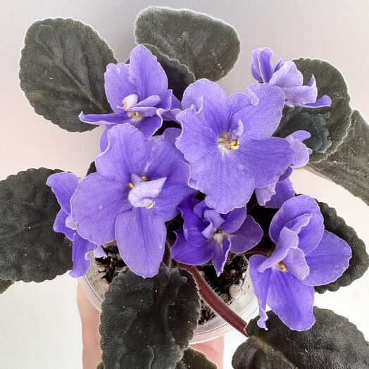 Фиалка Поднебесье