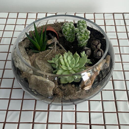 Настольный мини-террариум