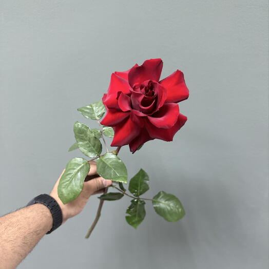 Французская роза 🌹