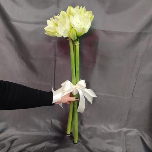 Амариллис белый