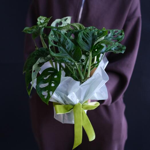 Монстера Манки Мэск (D-12)