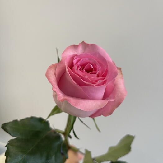 Ro Entertainmenttől ro xhamsterig