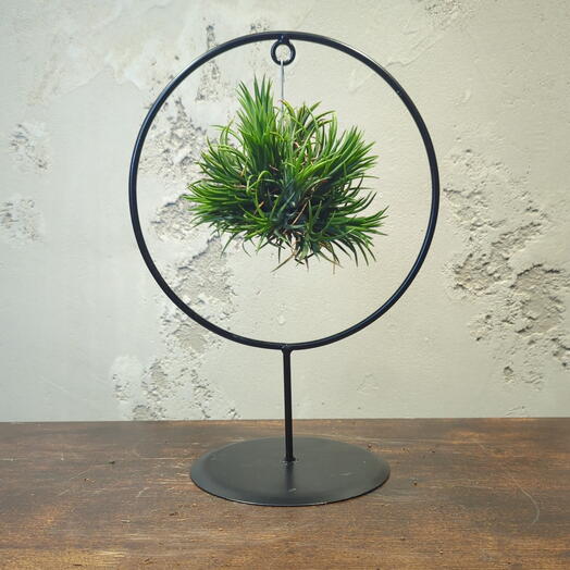 Тилландсия Green (Зелёная) Д17 В30 см