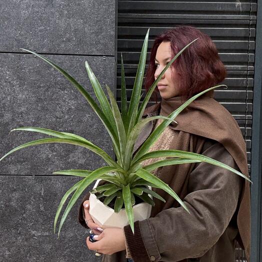 Комнатное растение ананас