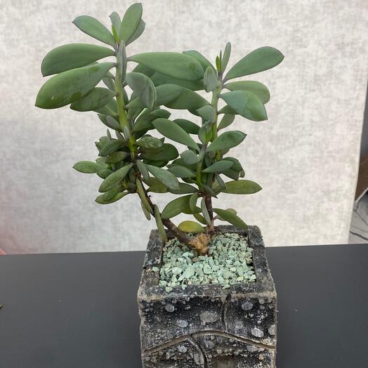 Senecio crassissimus