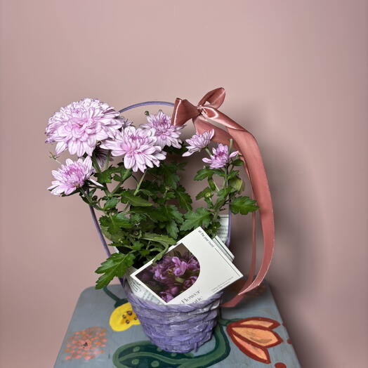 Комнатное растение цветущая Хризантема в корзине ️