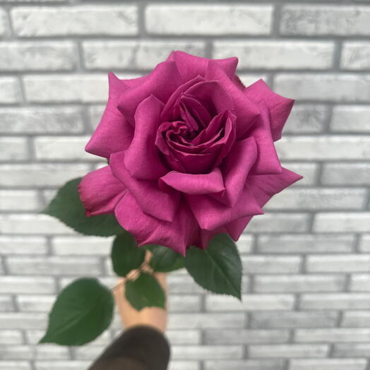 Роза сиреневая 💜 французская