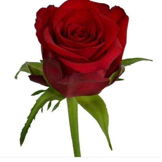 Красная роза Рrestige