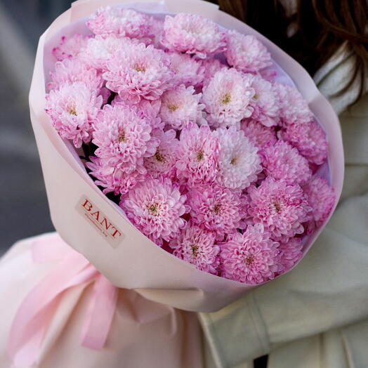 Розовые Хризантемы